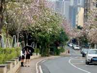 ✨深圳華英路景觀公園🌸赤灣櫻花園