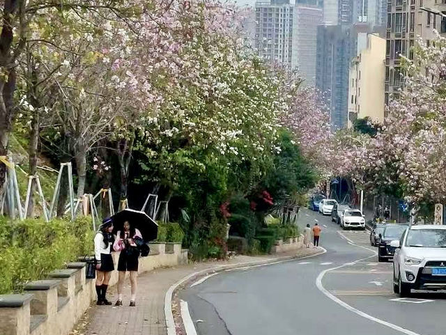 ✨深圳華英路景觀公園🌸赤灣櫻花園