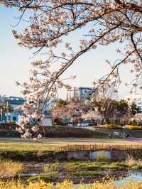 Cherry blossoms in Yurim Park