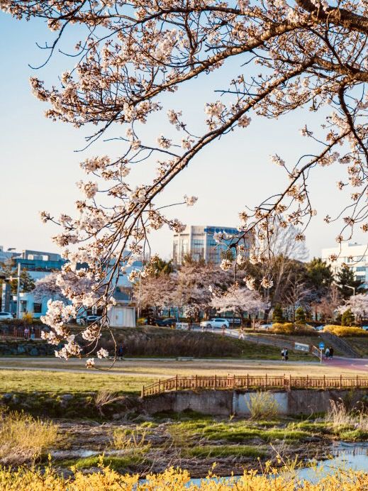 Cherry blossoms in Yurim Park