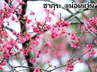 ซากุระ @ม่อนแจ่ม จ.เชียงใหม่