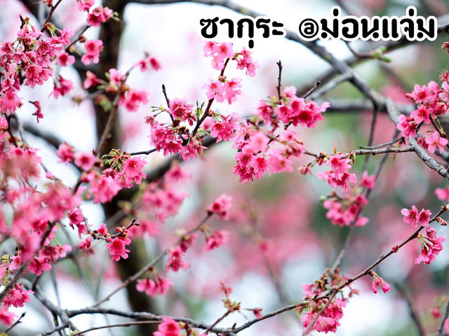 ซากุระ @ม่อนแจ่ม จ.เชียงใหม่