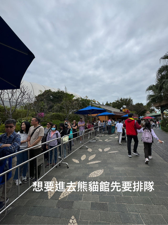 🐼💖【海洋公園雙胞胎熊貓BB全攻略】家姐萌到犯規！細佬招牌「熊貓癱」攻陷全港姨母心💖🐼  
