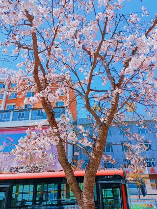 Trip to Tonghua 🌸