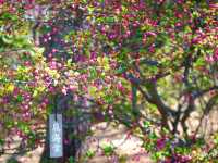 【東京】圧巻の枝垂れ桜の大木！「六義園」