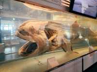 美麗海水族館🐋為了見鯨鯊一面一定要去