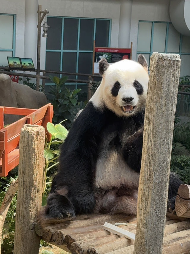 Zoo Negara: A Roaring Good Time in KL! 🦁🐼