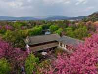 Gorgeous Plum Blossoms at Fengzeyuan Botanical Garden