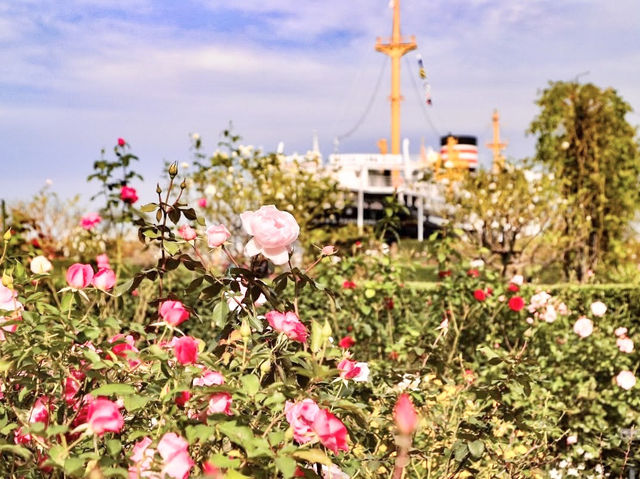 Chasing Sakura at Yamashita Park Yokohama 