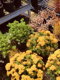 A Tranquil Botanical Retreat