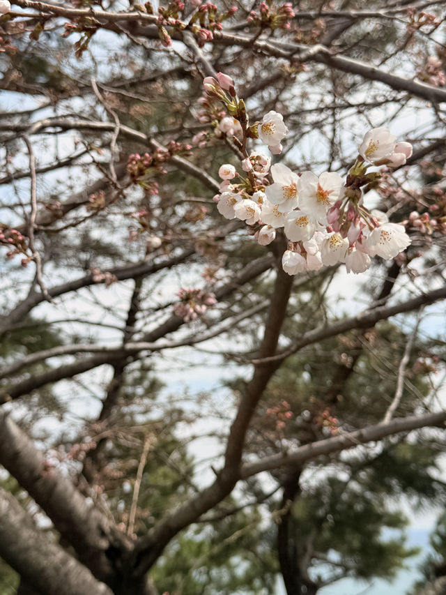 釜山｜迎月路粉色浪漫散步道 臥牛山的浪漫故事