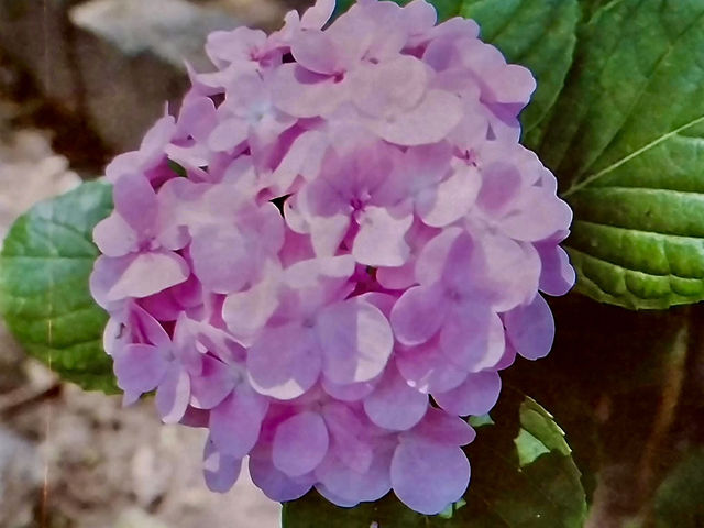 賞花及花伴野餐初體驗在大安森林公園