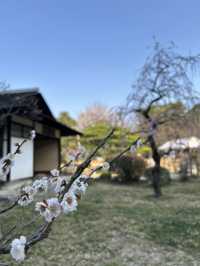 【広島】アクセス抜群！江戸を感じる縮景園
