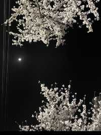 부산 원조 벚꽃터널🌸