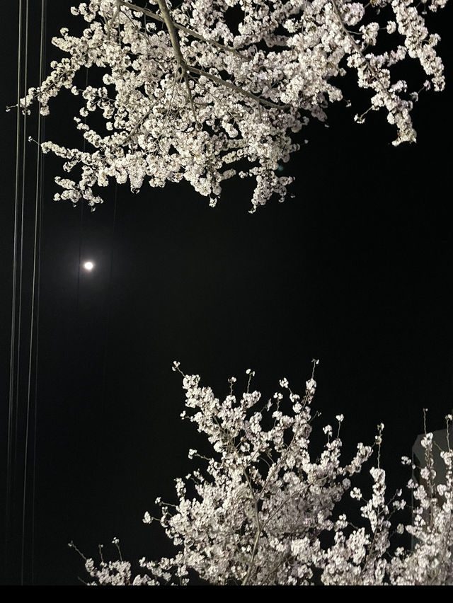 부산 원조 벚꽃터널🌸