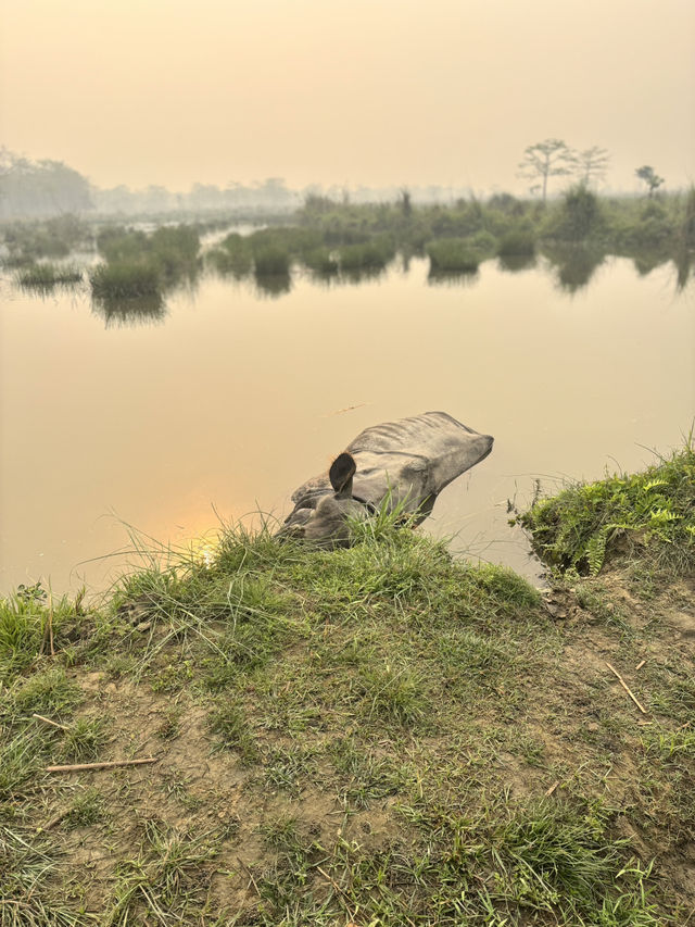 Safari in Chitwan
