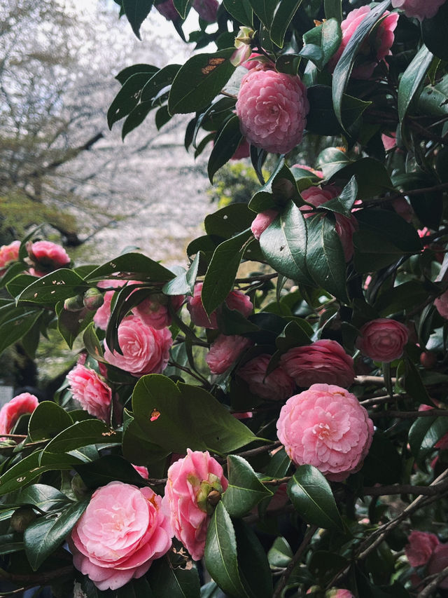 도쿄 벚꽃 명소 꽃놀이🌸