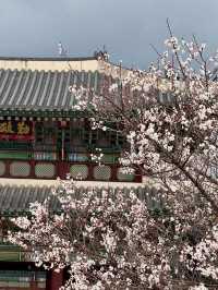 BLOSSOM & BEAUTY | SPRING TIME AT GYEONGBOKGUNG PALACE