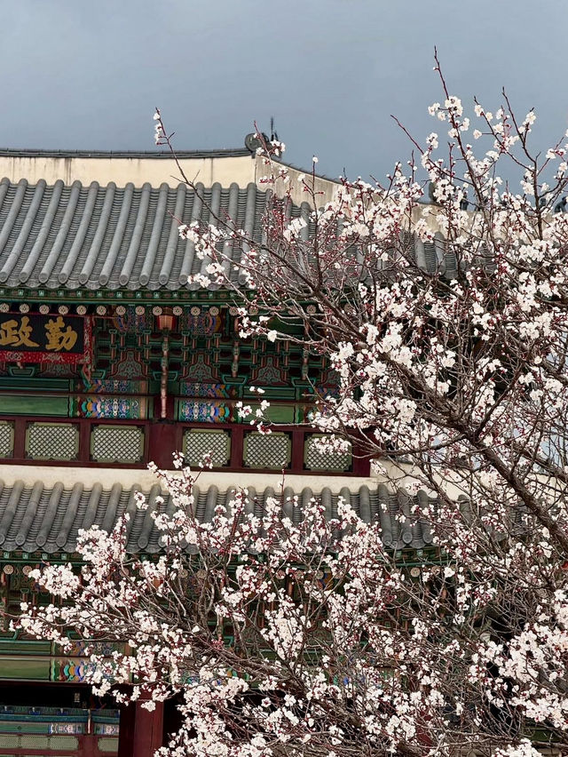 BLOSSOM & BEAUTY | SPRING TIME AT GYEONGBOKGUNG PALACE