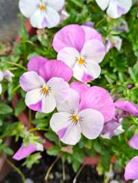 Spring Vibes at Thames Town, Songjiang Shanghai