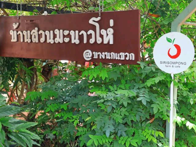 สิริสมปอง ฟาร์ม & คาเฟ่ | คาเฟ่ในสวนมะนาวโห่