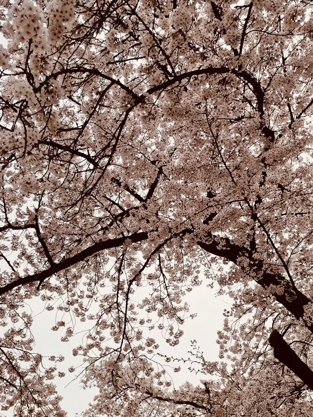 Yunjung Road: Seoul's Iconic Tunnel of Spring Blossoms