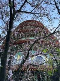 🌸**台北天元宮後山櫻花園區是欣賞櫻花**🌸