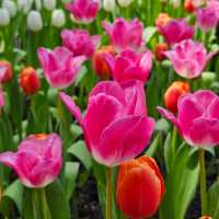 ไปชมทุ่งดอกทิวลิปที่ ระยองกัน 🌷