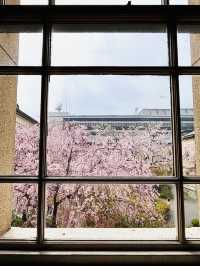 Cherry Blossoms in Full Bloom! Kyoto Prefectural Office - Former Main Building