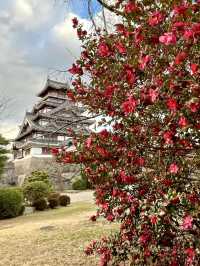 Spring at Fushimi-Momoyama Castle: Stunning Camellias in Bloom