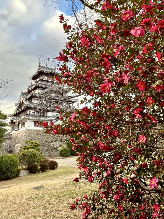 Spring at Fushimi-Momoyama Castle: Stunning Camellias in Bloom