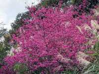 🌸** 山林自然景觀與櫻花浪漫的美麗步道**🌸
