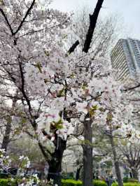 ไปดูซากุระที่ Japan🌸 เดือนเมษา 2025 กัน