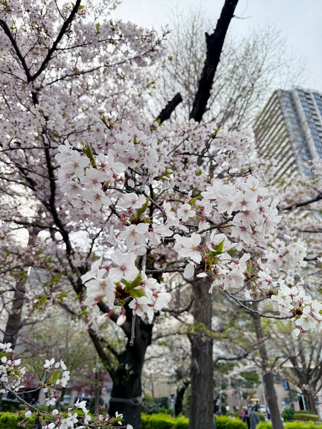ไปดูซากุระที่ Japan🌸 เดือนเมษา 2025 กัน