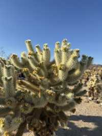 Joshua Tree🌴令到我沙漠依2個字有了實感🏜️