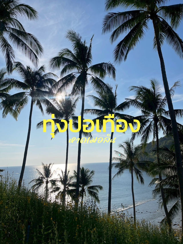 ทุ่งปอเทือง ริมทะเล หาดเมอลิน🌼