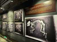 A Journey Through Time at the Yinxu Royal Tombs