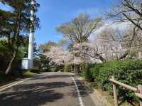 Sakurayama