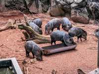 【伊豆】伊豆シャボテン動物公園で動物とサボテンと触れ合う