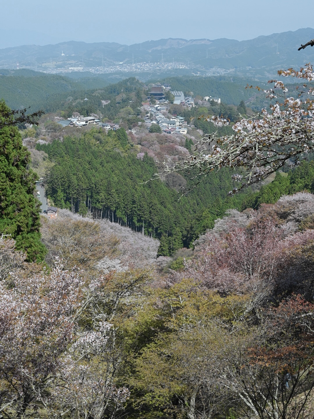 一生に一度は訪れたい‼️奈良・吉野山の桜🌸 | Trip.com 吉野町 一生に一度は訪れたい‼️奈良・吉野山の桜🌸 | Trip.com 吉野町
