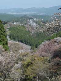 【奈良/吉野】日本が誇る桜の絶景！世界遺産の吉野山🌸