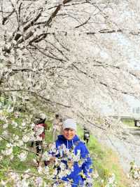 CHERRY BLOSSOMS IN SOUTH KOREA