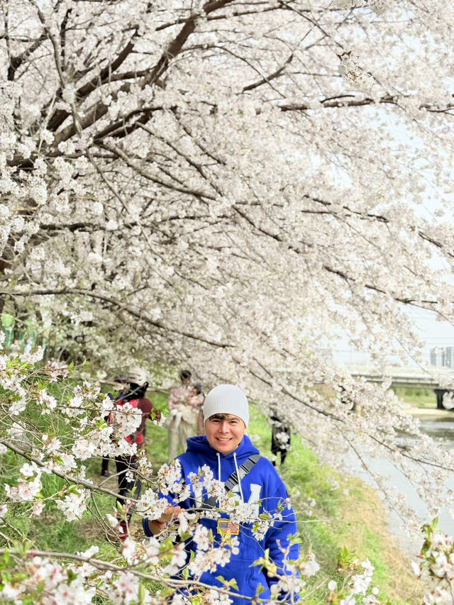 CHERRY BLOSSOMS IN SOUTH KOREA