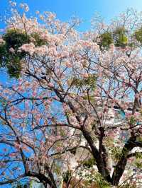 A TOUCH OF CHERRY BLOSSOM SIGHT YOU WON'T FORGET IN CHIANGMAI