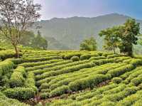 ZHEIJANG | THE DRAGON WELL TEA PLANTATION