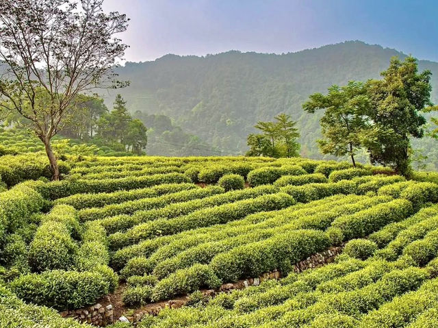 ZHEIJANG | THE DRAGON WELL TEA PLANTATION