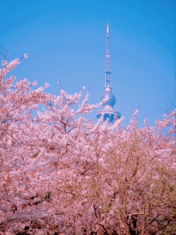Qingdao Zhongshan Park Cherry Blossoms – A Seaside Sakura