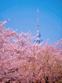 Qingdao Zhongshan Park Cherry Blossoms – A Seaside Sakura Spectacle