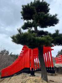 Foxes, Forests & a Thousand Gates — My Takayama Inari Shrine Stroll