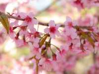 สัมผัส "ญี่ปุ่นเมืองไทย" แบบไม่ต้องใช้พาสปอร์ต🌸